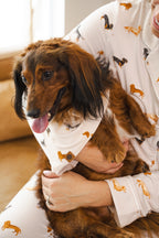 Dog Bandana in Dachshund